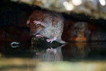 Brown rat (Rattus norvegicus) washing on bank of River Yonne. Sens, France. September.
