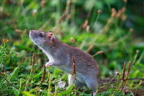 Brown rat (Rattus norvegicus). Sens, France. September.