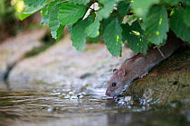 Brown rat (Rattus norvegicus) drinking from River Yonne, reflected in water. Sens, France. September.