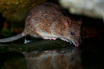 Brown rat (Rattus norvegicus) drinking from River Yonne, reflected in water. Sens, France. September.