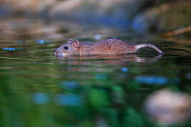 Brown rat (Rattus norvegicus) swimming in River Yonne. Sens, France. September.
