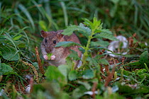 Brown rat (Rattus norvegicus) feeding on leaf. Sens, France. September.