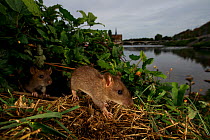Brown rat (Rattus norvegicus), two amongst vegetation on bank of River Yonne, bridge in background. Sens, Bourgogne-Franche-Comte, France. September 2019.