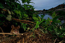 Brown rat (Rattus norvegicus) amongst vegetation on bank of River Yonne. Sens, Bourgogne-Franche-Comte, France. September 2019.