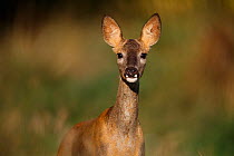 Roe deer (Capreolus capreolus) doe, portrait. Yonne, France. October.