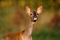 Roe deer (Capreolus capreolus) doe, portrait. Yonne, France. October.