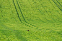 Roe deer (Capreolus capreolus) two does crossing a field of barley. Yonne, Bourgogne-Franche-Comte, France.