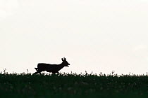 Roe deer (Capreolus capreolus) buck barking in field. Yonne, France. May.