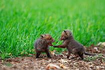 Red fox (Vulpes vulpes), two cubs play fighting at edge of field, near den. Yonne France. May.