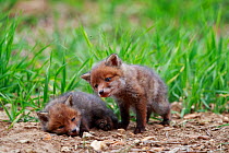 Red fox (Vulpes vulpes), two cubs near den. Yonne France. May.