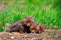 Red fox (Vulpes vulpes), three cubs huddled together whilst resting. Yonne France. May.