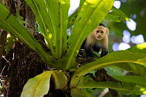 White-faced capuchin (Cebus capucinus imitator) in tree in tropical rainforest. Golfito. Costa Rica.