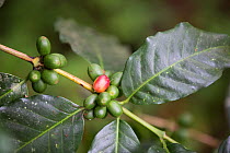 Coffee (Coffea arabica) cherries growing on tree. Organic beans produced in coffee plantation near La Amistad International Park, Costa Rica.