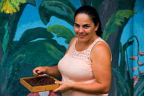Woman holding tray of Coffee (Coffea arabica) beans. Organic beans produced in coffee plantation near La Amistad International Park, Costa Rica. 2018.