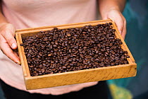 Coffee (Coffea arabica) beans held in tray. Organic beans produced in coffee plantation near La Amistad International Park, Costa Rica. 2018.