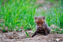 Red fox (Vulpes vulpes) cub sitting outside den. Yonne France. May.