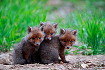 Red fox (Vulpes vulpes), three cubs huddled together outside den. Yonne France. May.