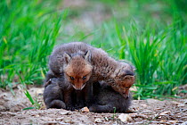 Red fox (Vulpes vulpes) cubs huddled together outside den. Yonne France. May.