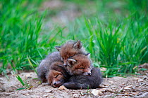 Red fox (Vulpes vulpes), three cubs huddled together outside den. Yonne France. May.