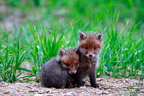 Red fox (Vulpes vulpes), two cubs huddled together near den. Yonne France. May.