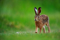 European hare (Lepus europaeus) in grassland. Yonne, France. May.
