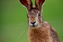 European hare (Lepus europaeus) portrait. Yonne, France. May.