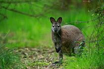 Red-necked wallaby (Macropus rufogriseus) female feeding. Wallaby population naturalised after escaping from an animal park. Rambouillet forest, France. May.