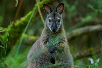 Red-necked wallaby (Macropus rufogriseus) female. Wallaby population naturalised after escaping from an animal park. Rambouillet forest, France. May.