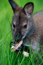 Red-necked wallaby (Macropus rufogriseus) female feeding on Parasol mushroom (Macrolepiota procera). Wallaby population escaped from an animal park, naturalised in Rambouillet forest, France. May.