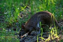Red-necked wallaby (Macropus rufogriseus) female drinking. Wallaby population naturalised after escaping from an animal park. Rambouillet forest, France. May.