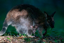 Red-necked wallaby (Macropus rufogriseus) female with joey in pouch, feeding on leaves. Wallaby population naturalised after escaping from an animal park. Rambouillet forest, France. May.