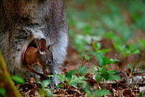 Red-necked wallaby (Macropus rufogriseus) joey in mother&#39;s pouch. Wallaby population naturalised after escaping from an animal park. Rambouillet forest, France. May.