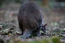 Red-necked wallaby (Macropus rufogriseus) rear view of female with joey peering out of pouch. Wallaby population naturalised after escaping from an animal park. Rambouillet forest, France. May.