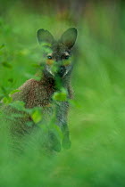 Red-necked wallaby (Macropus rufogriseus) male viewed through vegetation, portrait. Wallaby population naturalised after escaping from an animal park. Rambouillet forest, France. May.