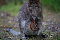 Red-necked wallaby (Macropus rufogriseus) female with joey in pouch. Wallaby population naturalised after escaping from an animal park. Rambouillet forest, France. June.