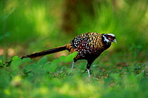 Reeve&#39;s pheasant (Syrmaticus reevesii) male. Rambouillet forest, France. May.
