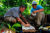 Botanist Dr. Anton Weissenhofer and colleague putting leaves into a press to create a herbarium. Leaves from trees planted in a former pasture four years previously, part of a tropical rainforest rest...