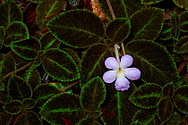 Flame violet (Episcia lilacina). Golfito, Costa Rica.