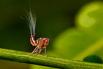 Lantern bug (Pyrops sp) larvae on stem. Golfito, Costa Rica.