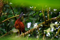 Great curassow (Crax rubra) female roosting, perched on branch in tropical rainforest. Golfito, Costa Rica.