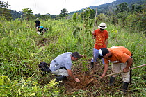 Group of people including botanist Dr. Anton Weissenhofer planting trees in pasture, part of a tropical rainforest regeneration project. Golfito, Puntarenas, Costa Rica. 2018.