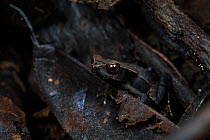 Smooth-skinned toad (Rhaebo haematiticus) amongst leaf litter. Golfito, Costa Rica.