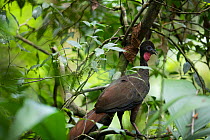 Crested guan (Penelope purpurascens) perched in tree, in tropical rainforest. Golfito, Costa Rica.