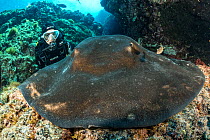 Scuba diver with Round stingray (Taeniura grabata), Formigas Islet dive site, Santa Maria Island, Azores, Portugal, Atlantic Ocean