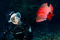 Scuba diver with red barred hogfish, (Bodianus scrofa), Santa Maria Island, Azores, Portugal, Atlantic Ocean