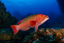 Red barred hogfish, (Bodianus scrofa), Santa Maria Island, Azores, Portugal, Atlantic Ocean