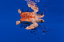 Loggerhead turtle (Caretta caretta) accompanied by pilotfish (Naucrates ductor) swimming near the surface. Vulnerable. Santa Maria Island, Azores, Portugal, Atlantic Ocean