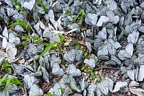 Black-veined white (Aporia crataegi) large group puddling, Altai Mountains, Russia. June.
