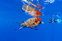 Snorkeler swimming with Loggerhead turtle (Caretta caretta) accompanied by pilotfish (Naucrates ductor) swimming near the surface. Santa Maria Island, Azores, Portugal, Atlantic Ocean. Vulnerable.