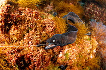 Dotted moray (Muraena augusti) with mouth caught on hook, with others moray watching. Formigas Islet dive site, near Santa Maria Island, Azores, Portugal, Atlantic Ocean